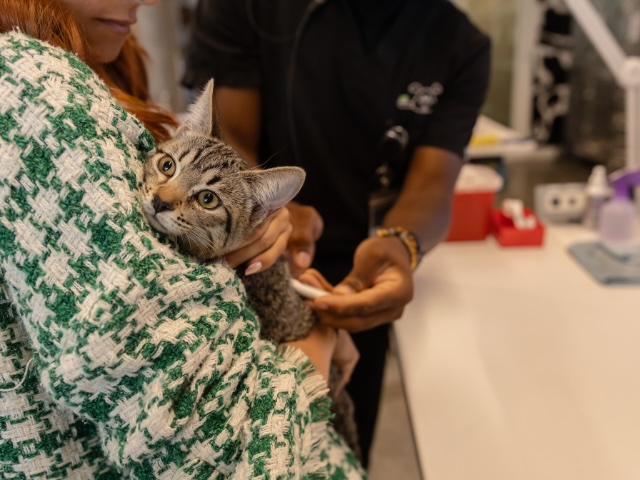 Veterinary staff examining a tabby cat held by its owner, representing cat travel certificate services in Sherman Oaks