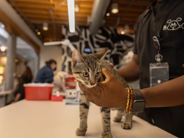 Veterinary staff member gently handling a tabby cat on an exam table, representing cat deworming services in Sherman Oaks