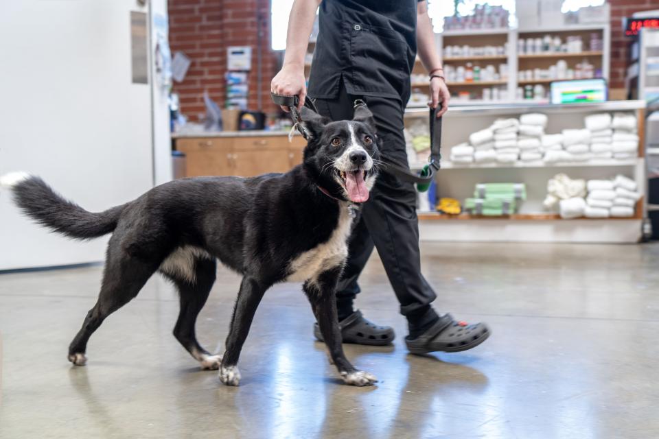 Veterinary staff walking a dog before a travel certificate appointment in Sherman Oaks