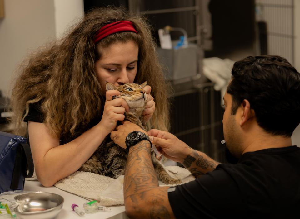 Veterinary team carefully collecting a blood sample from a cat for laboratory testing in Sherman Oaks