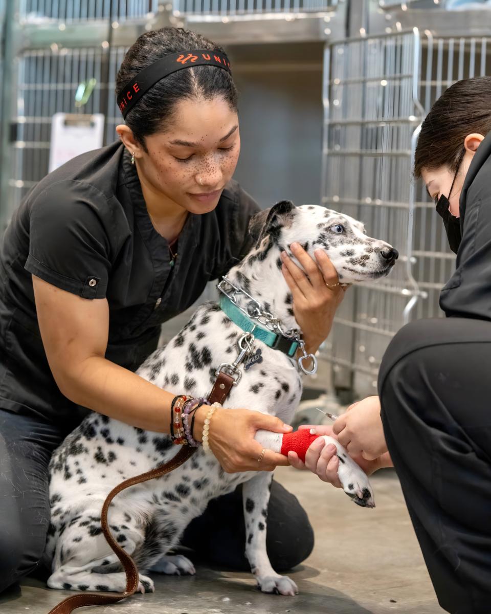 Veterinary technicians performing a blood draw on a Dalmatian puppy for lab testing services in Sherman Oaks