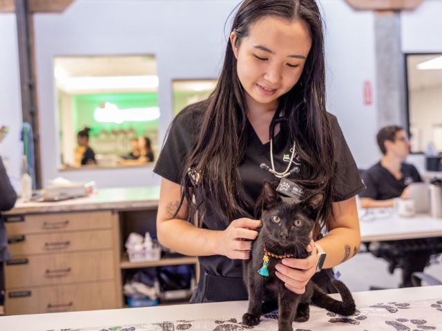Veterinary technician gently holding a black kitten on an exam table, representing cat spay and neuter services in Sherman Oaks