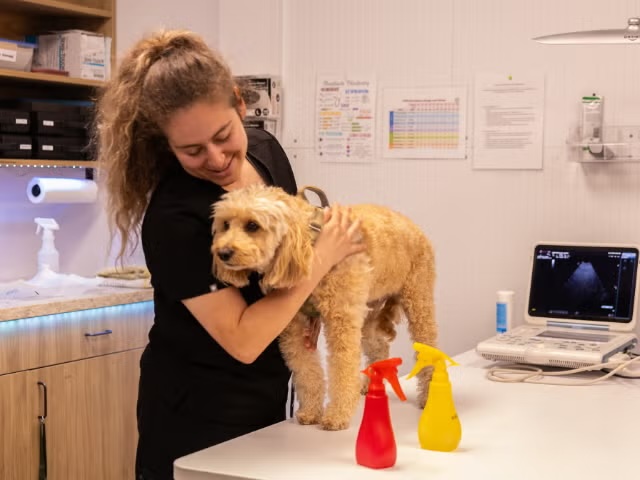 Veterinary technician holding a fluffy golden dog on an exam table during an ophthalmology and eye care appointment in Sherman Oaks
