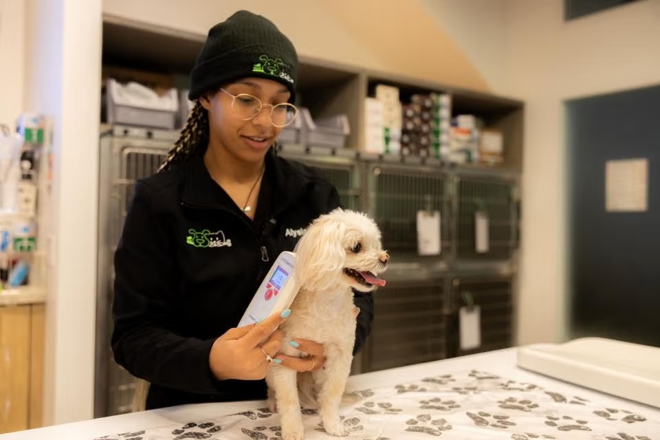 Veterinary technician scanning a fluffy white dog with a microchip reader on an exam table in Sherman Oaks