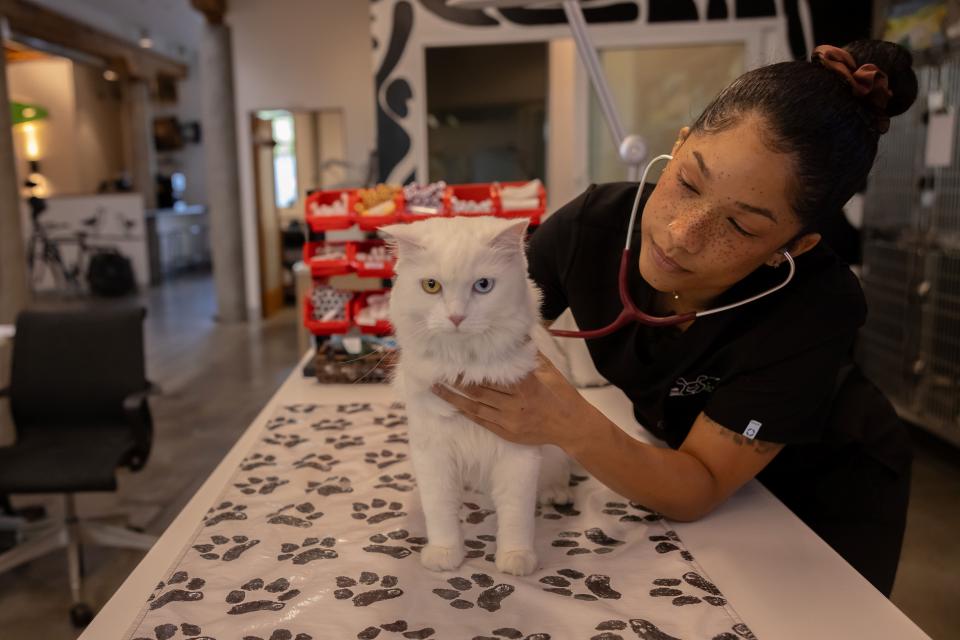 Veterinary technician using a stethoscope to examine a white cat during a preventative care visit in Sherman Oaks