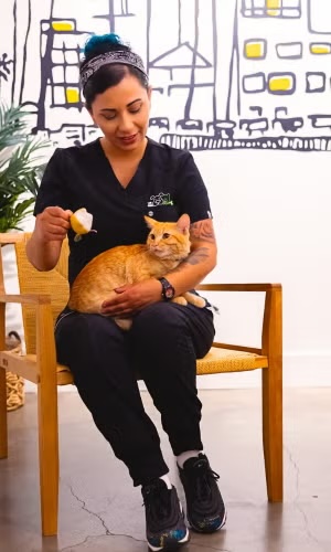 Veterinary technician gently treating an orange cat in a calm clinic setting, representing feline services in Sherman Oaks