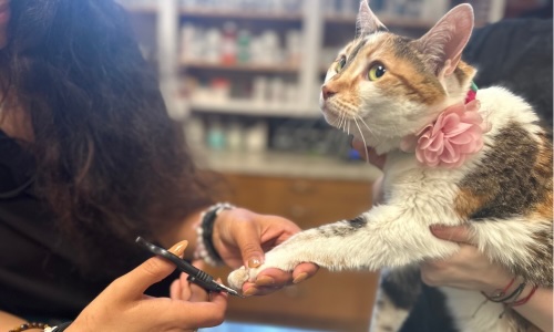 Veterinary technician carefully trimming a calico cat's nails during a grooming appointment in Sherman Oaks