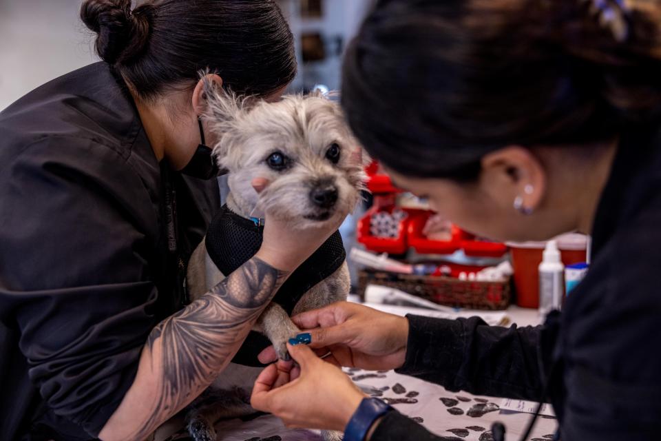 Two veterinary technicians carefully trimming a small dog's nails during a bathing and hygiene appointment in Sherman Oaks