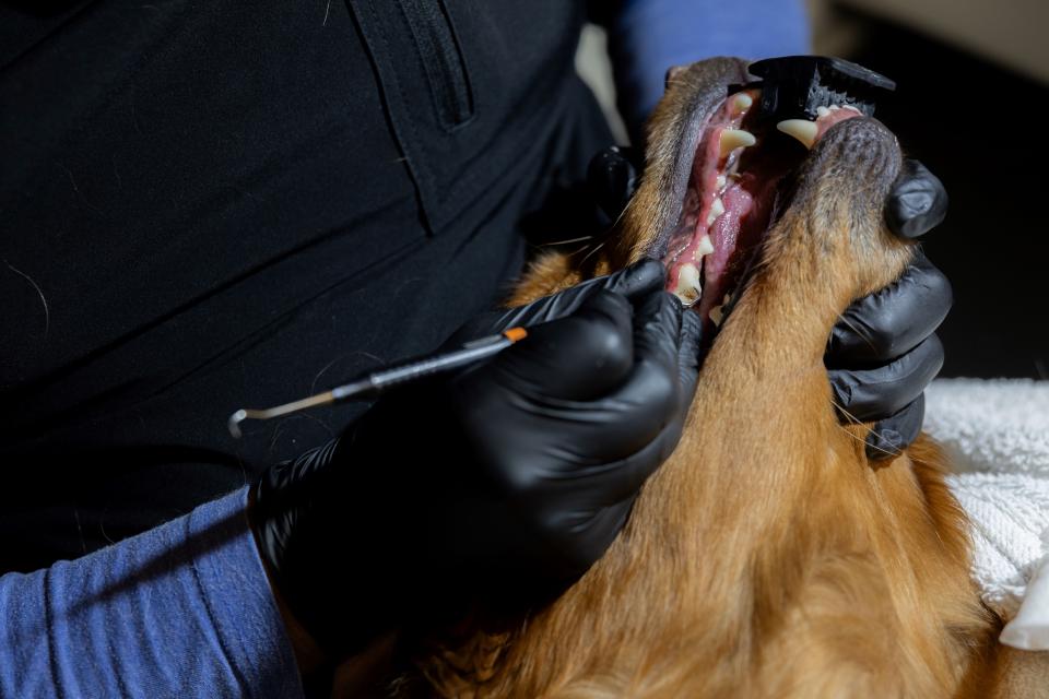 Veterinarian performing a non-anesthetic dental cleaning on a dog's teeth using a dental scaler in Sherman Oaks