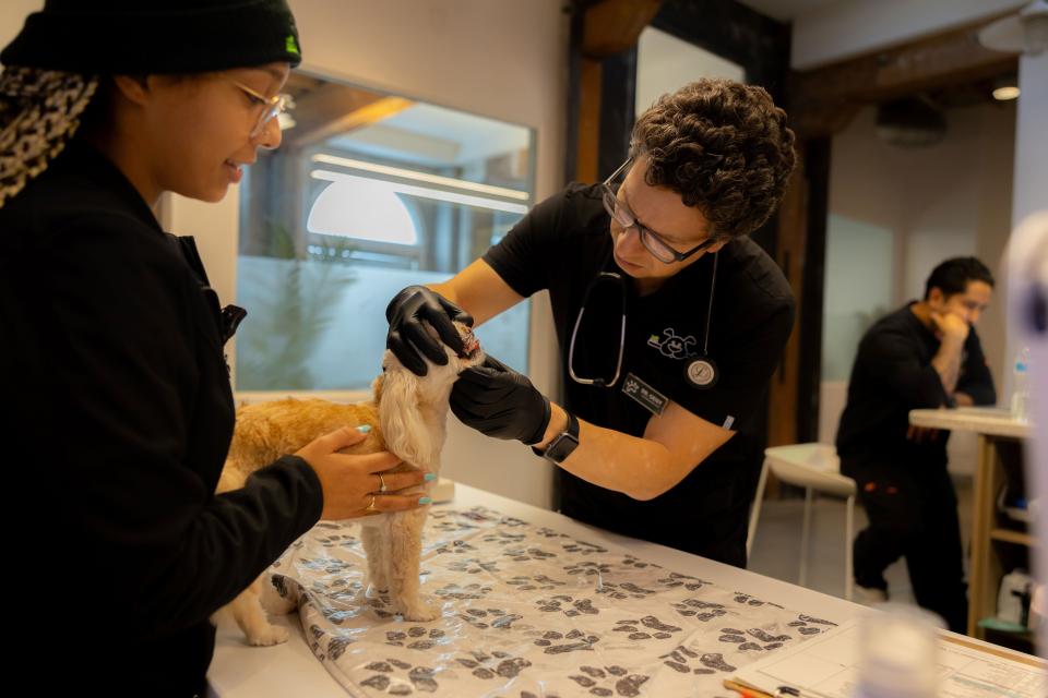 Veterinarian examining a small dog's teeth during a dental cleaning appointment with a technician assisting in Sherman Oaks