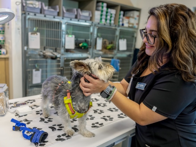 Veterinarian examining a small terrier dog on an exam table during a parasite prevention appointment in Sherman Oaks