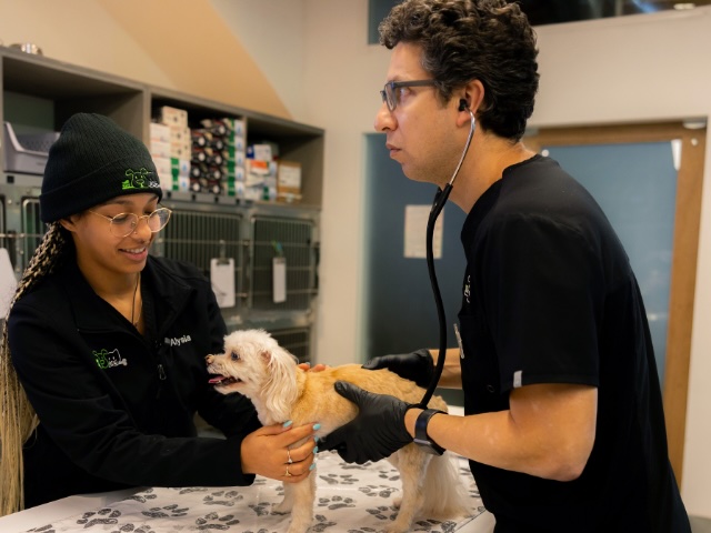 Veterinarian using a stethoscope to examine a small white dog assisted by a vet tech, representing seasonal and food allergy services in Sherman Oaks