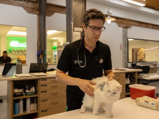 Veterinarian carefully examining a white cat's coat and skin during a dermatology appointment in Sherman Oaks