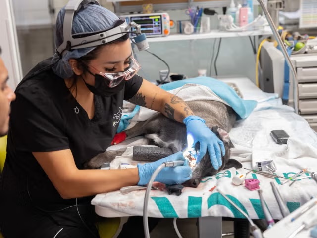 Veterinarian performing dental surgery on a dog under anesthesia using specialized equipment in Sherman Oaks