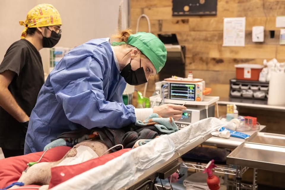 Veterinarian in surgical gown and mask performing a soft tissue surgery procedure in Sherman Oaks