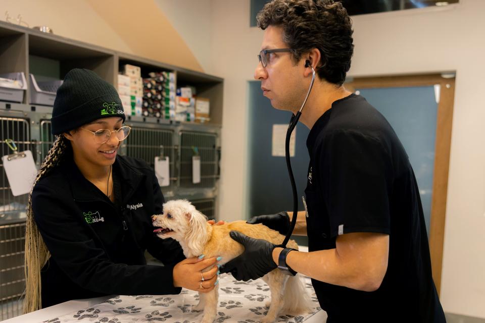 Veterinarian using a stethoscope to examine a small white dog assisted by a vet tech, representing cardiology services in Sherman Oaks