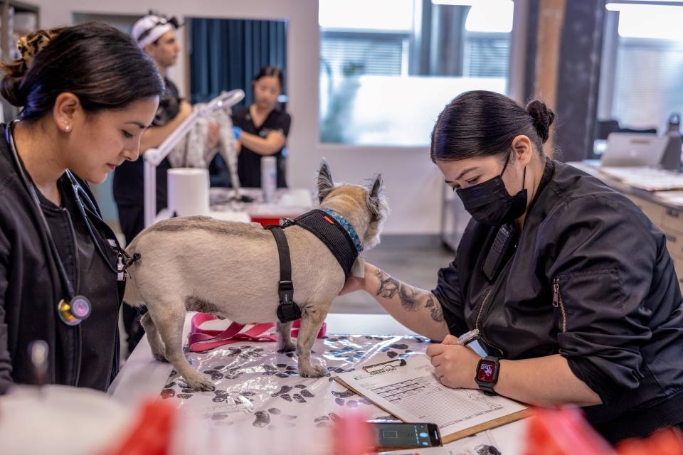 Two veterinary staff members examining a French Bulldog on an exam table during a pain management appointment in Sherman Oaks
