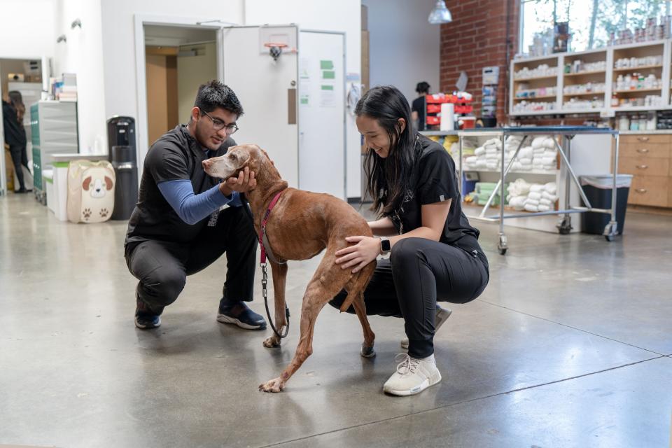 Two veterinary staff members kneeling to warmly greet a senior Vizsla during a wellness exam appointment in Sherman Oaks