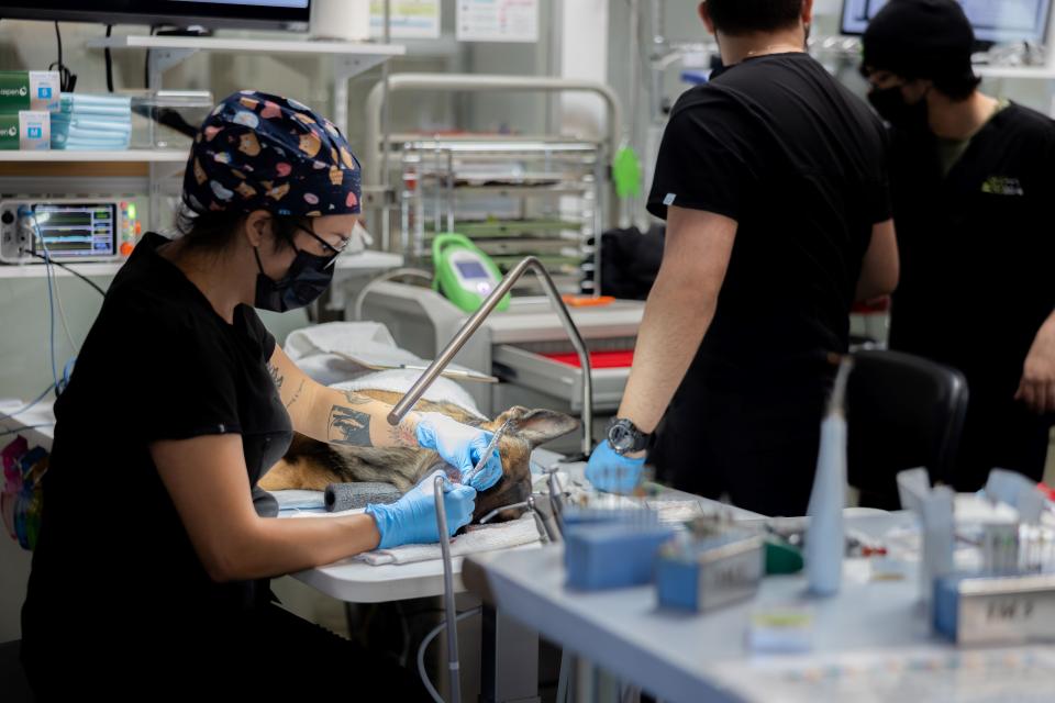 Veterinary team performing an anesthetic dental cleaning on a dog in a fully equipped surgical suite in Sherman Oaks