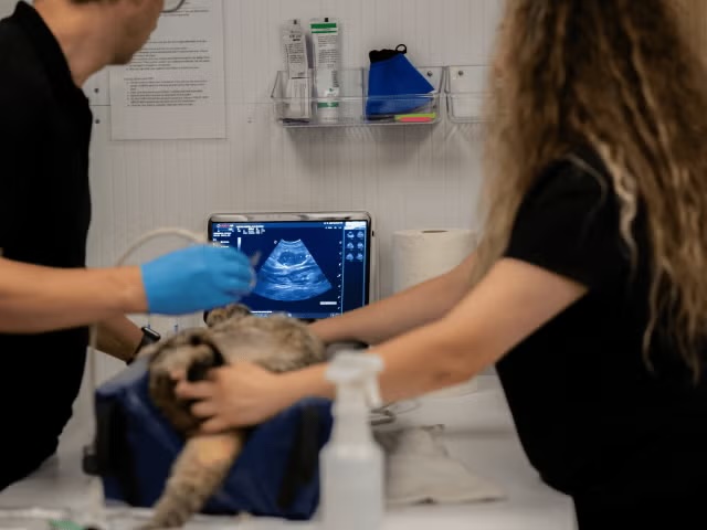 veterinary-team-cat-ultrasound-diagnostic-imaging-