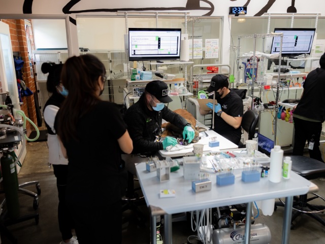 Veterinary team performing a dental X-ray procedure on a dog in a multi-station dental suite in Sherman Oaks
