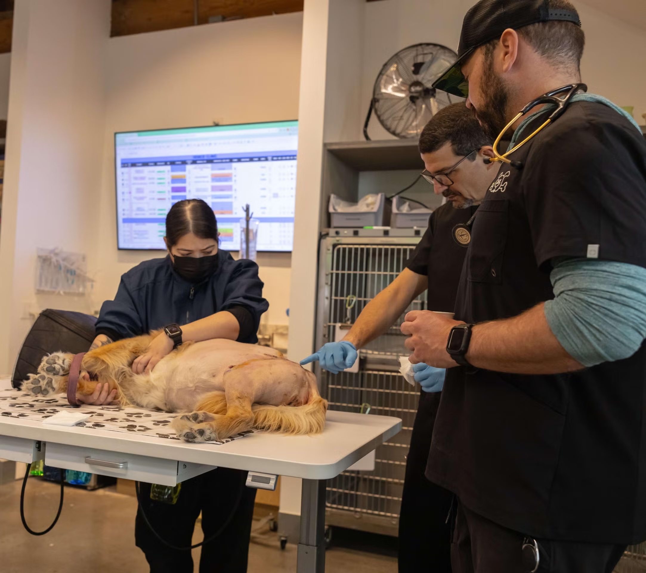 Three-person veterinary team examining a dog on an exam table, representing consultation and second opinion services in Sherman Oaks
