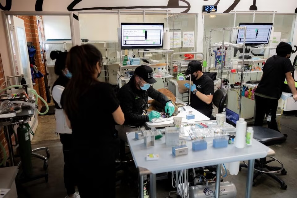 Veterinary team performing an endodontics procedure on a dog in a fully equipped dental suite in Sherman Oaks