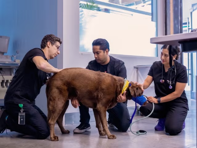 Three-person veterinary team administering oxygen treatment to a dog, representing dog and cat specialty services in Sherman Oaks