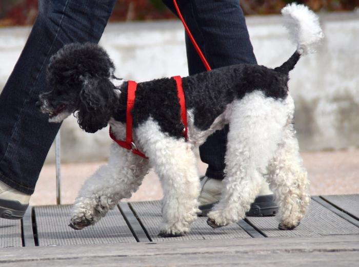 How to Choose the Best Dog Leash and Collar for Your Pet