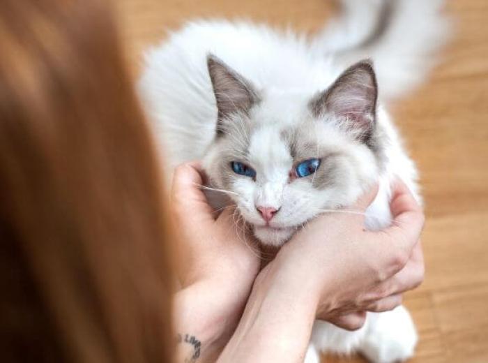 10 Cat Breeds That Make Perfect Pets