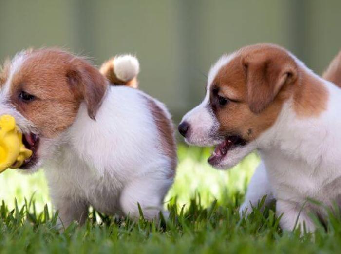 10 Tips for Successful Puppy Socialization