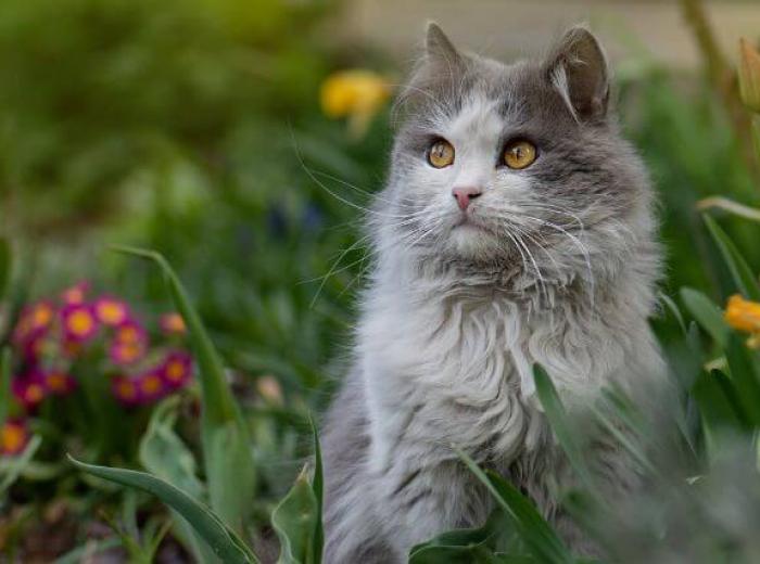 12 Things Your Pet Could Be Allergic To