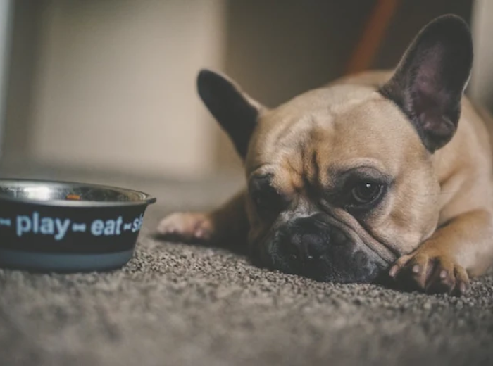 Are You Afraid Your Pet Might Be Overweight?