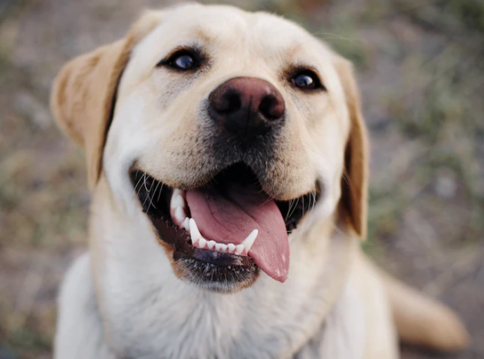 Should I get Dental X- Rays for My Dog?
