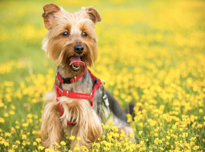 What are the Top April Wellness Tips for Your Dog?
