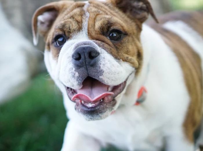 Why Does My Dog Have Bad Breath?