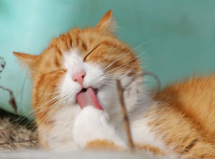 Include Your Pets In Your Spring Cleaning Ritual!