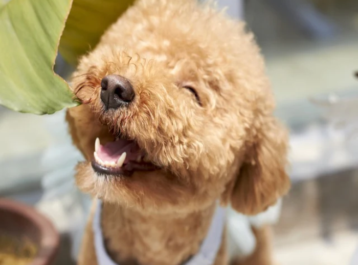 Is Dental Care Important for Pets?