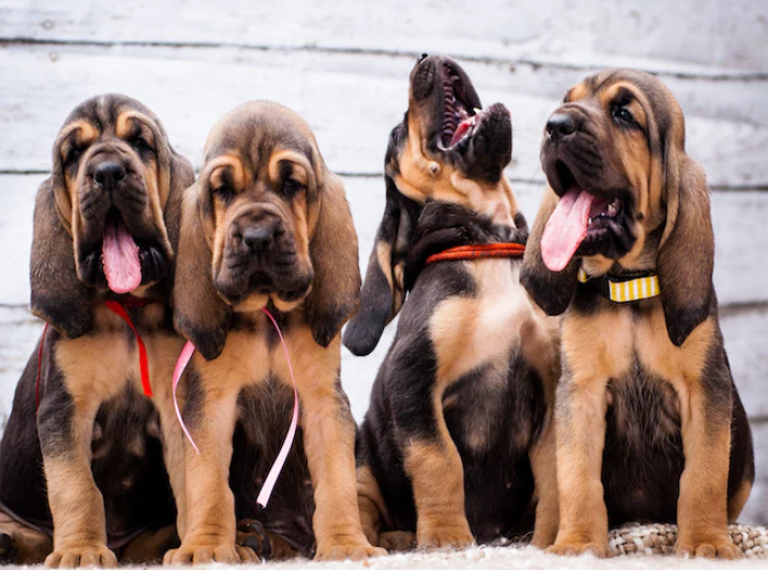 How to Clean Your Dog's Ears