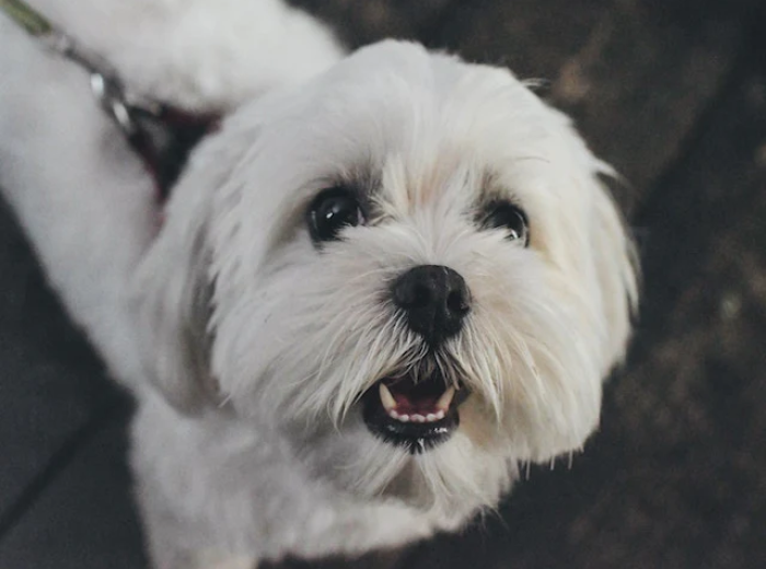 Tips on the Best Flea Prevention Products for Your Pet