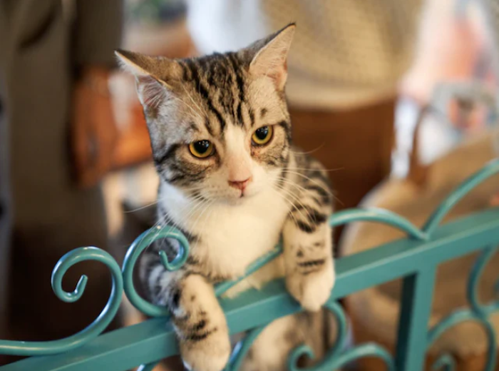 What You Need to Know When Adopting a Cat