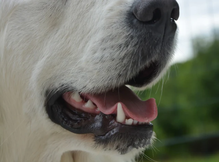 What does it mean if my dog’s mouth is sensitive?