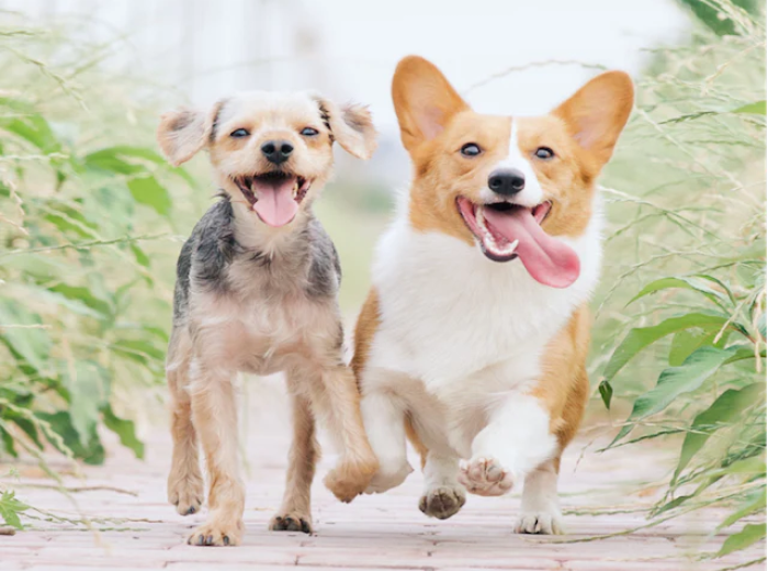 How Do I Prevent Dental Problems In My Dog?