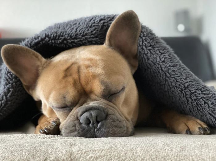 Ultimate Dental Guide For French Bulldogs
