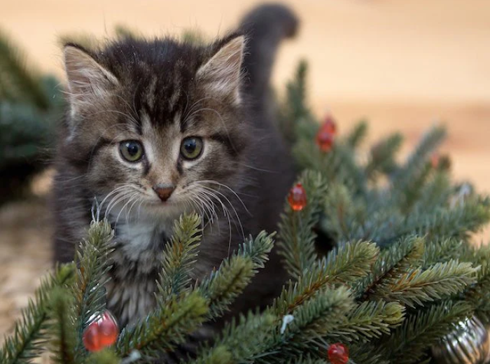 What are Some Ways to Keep My Pets Safe During the Holidays?