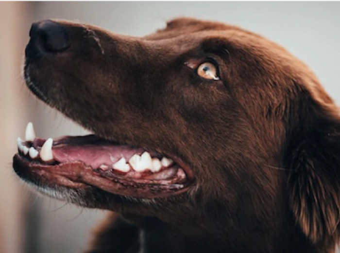 How Can I Tell If My Dog Has Inflamed Gums?