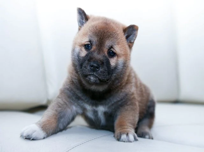 What is the Best Way to Bring a New Pet into Your Home?