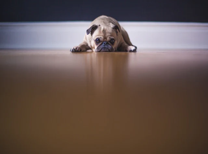 How to Give Your Dog a Pill