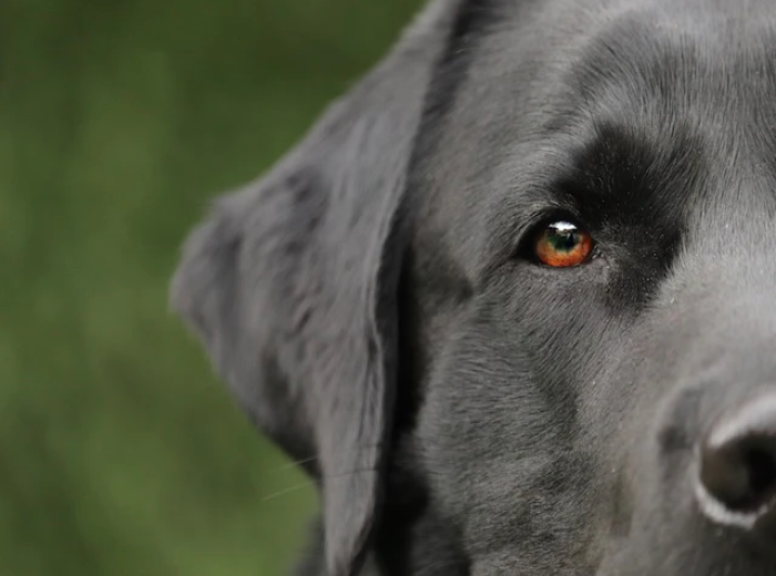 Tips for Managing Ticks and Fleas on Your Pet