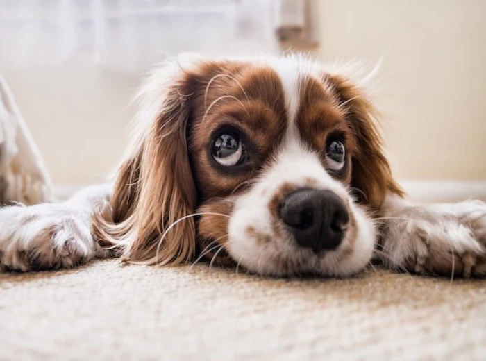 How to Tell if Your Dog has a Toothache